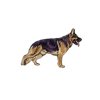 Sch�fer - German Shepherd whole dog