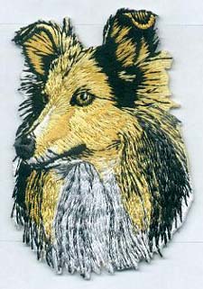 Shetland Sheepdog