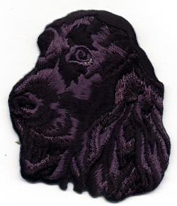 Cocker Spaniel, black