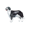 Border Collie st�ende