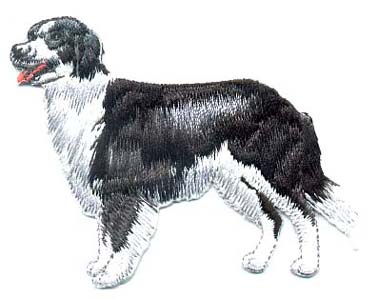 Border Collie st�ende