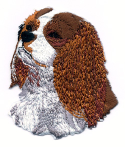 Cavalier King Charles Spaniel