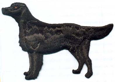 Flat Coated Retriever