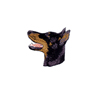 Dobermann, kuperade �ron