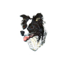 Border Collie huvud