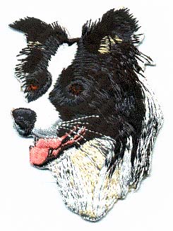 Border Collie huvud