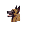 Malinois, huvud