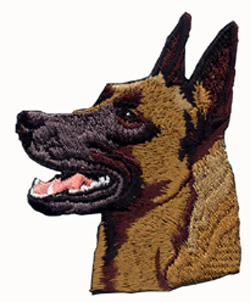 Malinois, huvud