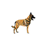 Malinois