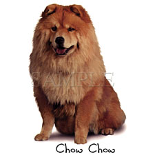 Chow Chow