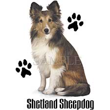 Shetland Sheepdog