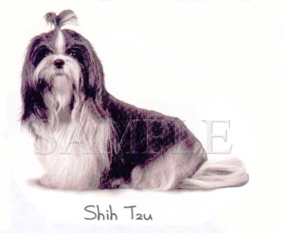 Shih Tzu