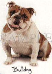 Bulldog