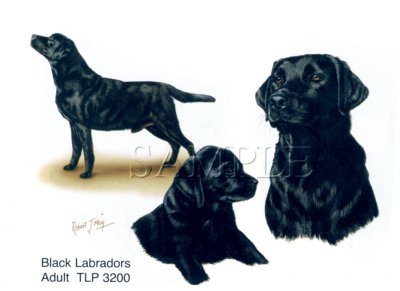 Black Labradors
