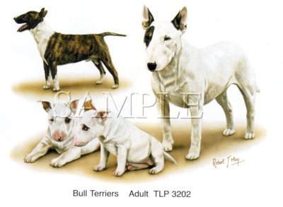 Bull Terrier
