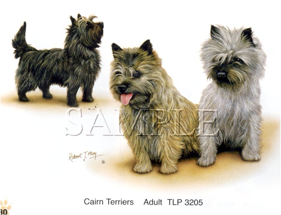 Cairn Terrier