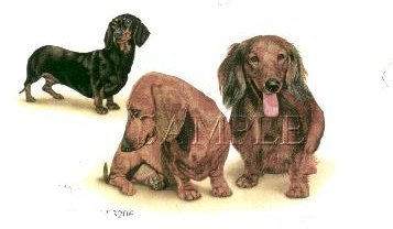 Dachshund Combo