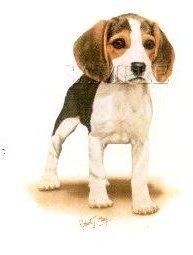 Beagle Puppy