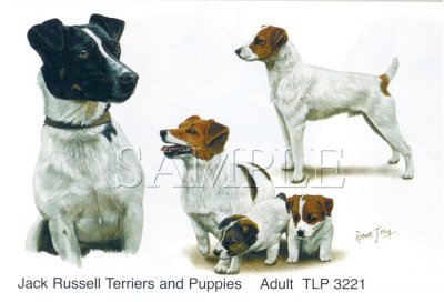 Jack Russell Terrier