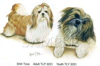 Shih Tzu