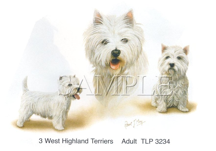 Three Westies