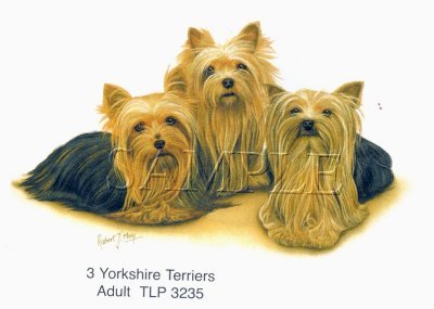 Three Yorkies