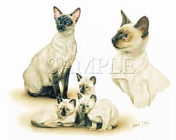 Siamese & Kittens