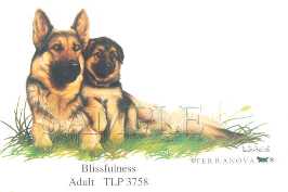 German Sheperd - Blissfulness
