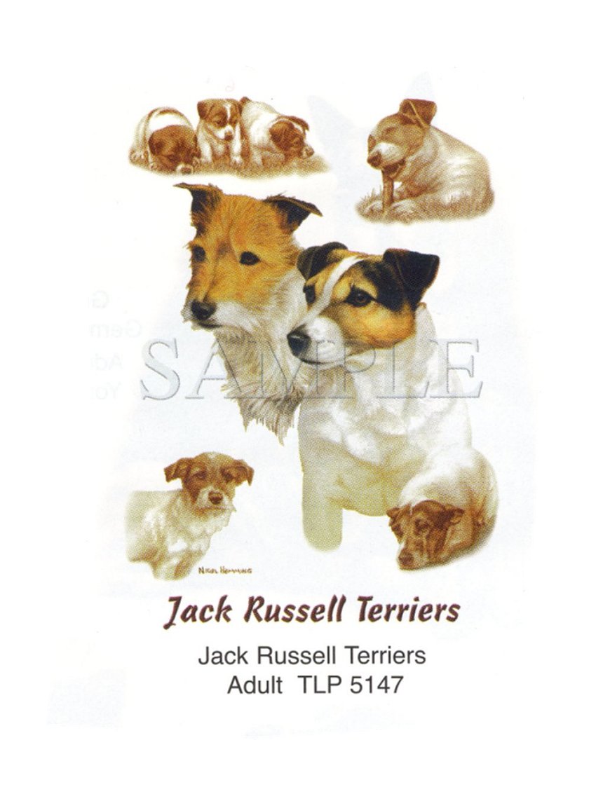 Jack Russel Terriers