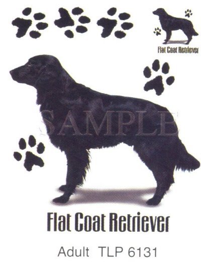 Flat Coated Retriever