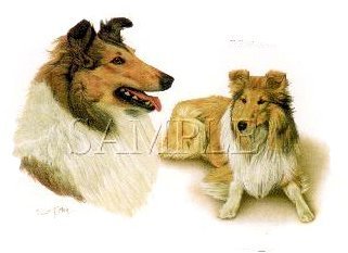 Rough Collies