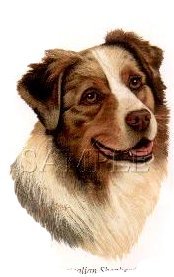Australian Shepherd