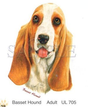 Basset Hound -Head