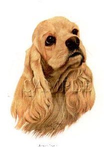 American Cocker Spaniel -Head Buff