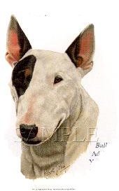 Bull Terrier -Head