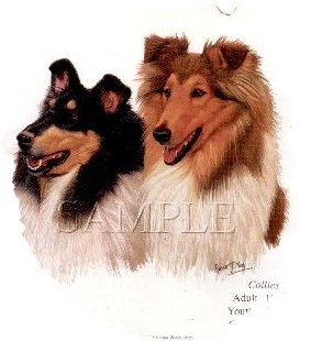 Collies