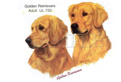 Two Golden Retrievers -Heads