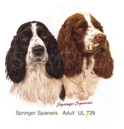 Two Springer Spaniels -Heads