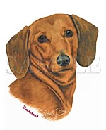 Dachshund Red -Head
