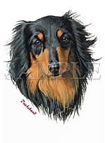 Dachshund Black