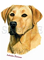 Yellow Lab -Head
