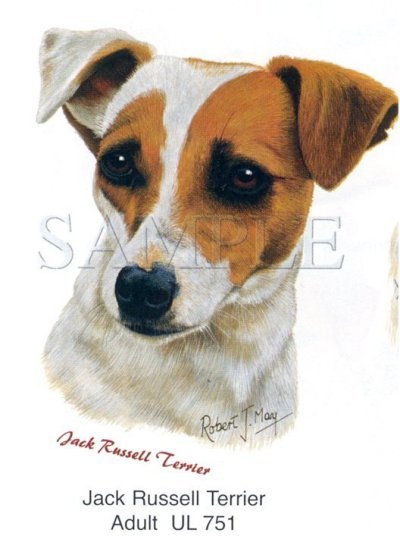 Jack Russell Terrier -Head