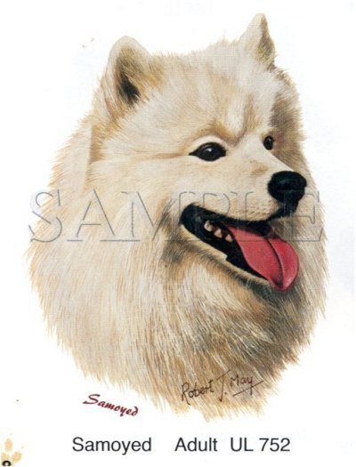 Samoyed -Head