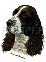 Springer -Head