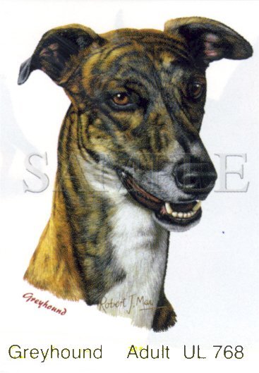 Greyhound