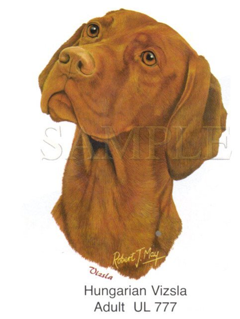 Vizsla -Head