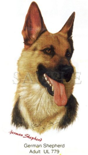 German Shepherd -Head