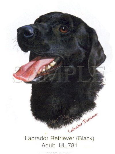 Black Lab -Head