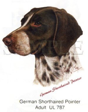 German Shorthair -Head