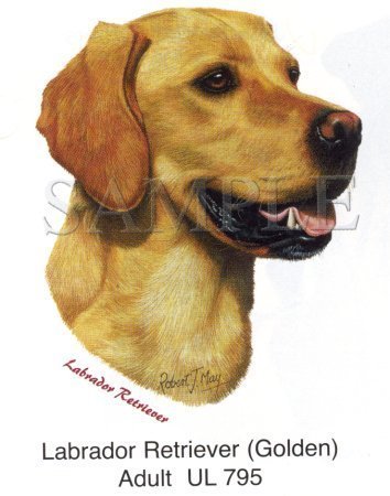 Yellow Lab Profile -Head